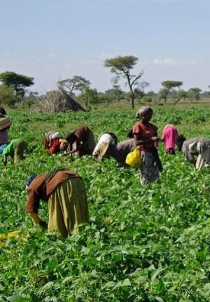 Insegurança alimentar em Angola deve-se a falta de apoio técnico, dizem agircultores