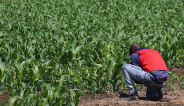 Os paramêtros do acordo agricola entre Angola e o Brasil