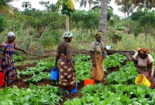 Preço alto dos fertilizantes vai agravar situação dos produtores angolanos – associações