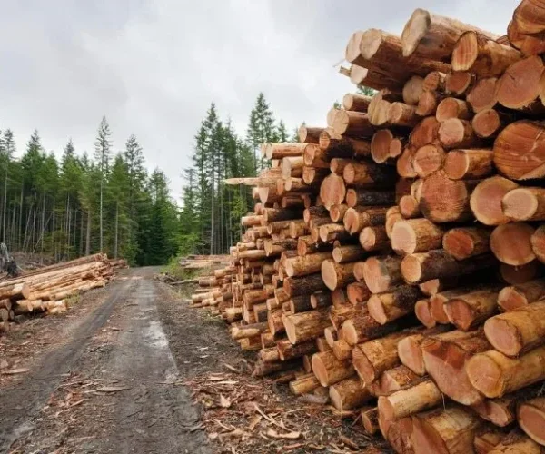 Angola arrecada mais de USD 9 mil milhões na venda de madeira em 2025