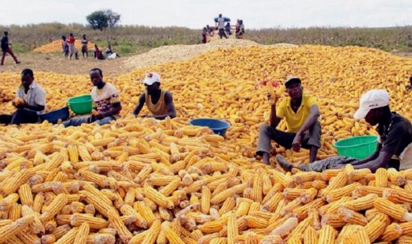 Ministro da Agricultura assina ajuste emergencial de 4,2 milhões USD para compra de sementes de milho