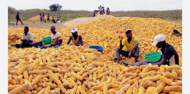 Ministro da Agricultura assina ajuste emergencial de 4,2 milhões USD para compra de sementes de milho