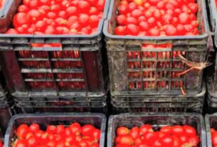 Sem fábricas de processamento funcionais, país manda quase 2 mil toneladas de tomate para o ‘lixo’ em dois meses